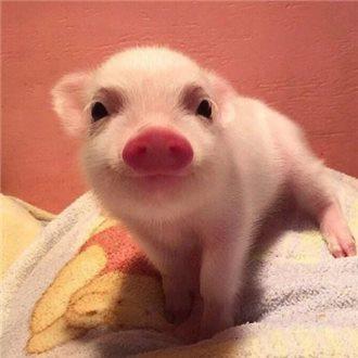 70¹ڷȷﲡ ۼƱ8610