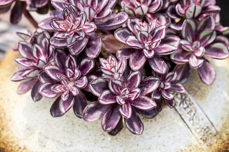 Сѧʱż ׶԰Ԫʱͣ԰