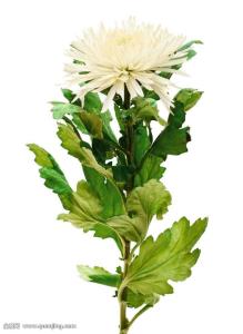 ͨ䲿Сͳ޾Ӫ߲泵ṩ